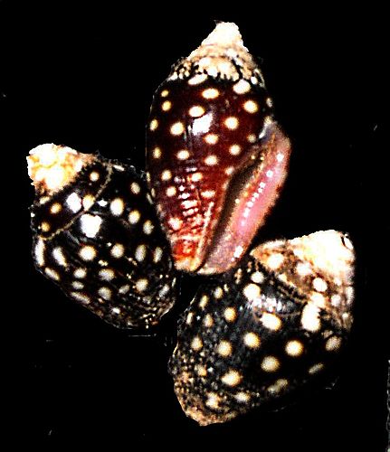 Pictocolumbella ocellata